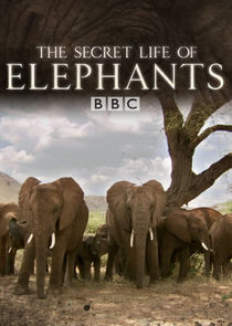 The Secret Life Of Elephants Part 2 1080p BluRay x264 NORDiCHD