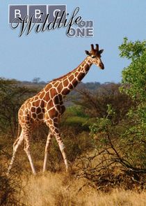 NotMyRip   BBC Wildlife on One 1999   Giraffe, the Impossible Animal